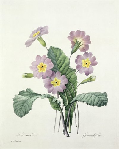 Primula (Primrose), engraved by Bessin, from 